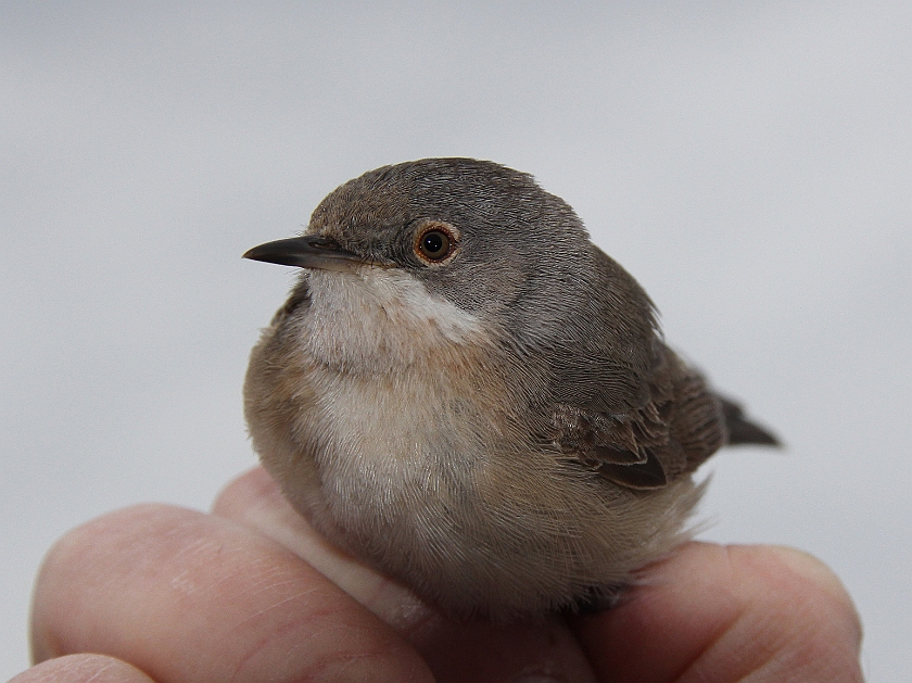 Subalpine Warbler, Sundre 20120427